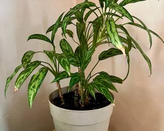 Healthy Live Potted Plants