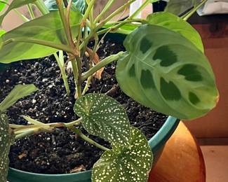 Healthy Live Potted Plant in Southbridge MA