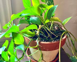 Healthy Living Potted Pothos Plant