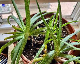 Aloe Plant in Southbridge, MA