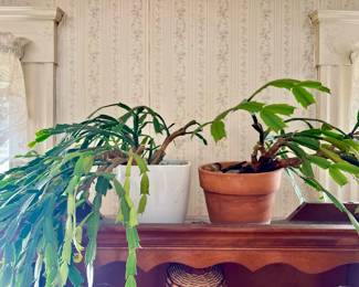 Christmas Cactus in Southbridge, MA