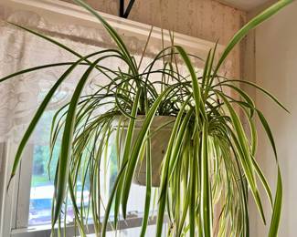 Spider Plant in Southbridge, MA