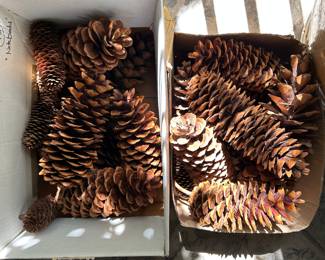 Giant pine cones