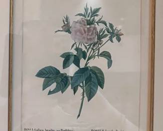 4. Pair of Gilt Framed French Rose Botanicals from Edgartown Massachusetts (20" x 22")