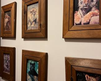 Tigers / Lions / Cats