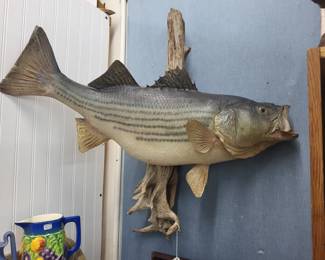 Nicely mounted large fish.  Perfect for a lake house, man cave or restaurant! 