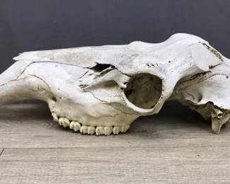 Elk Skull 
