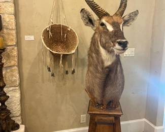 Apache burden basket and mounted African Water Buck