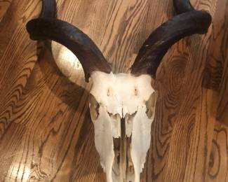 An African kudu skull with jawbone.