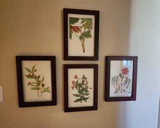 Botanical Art