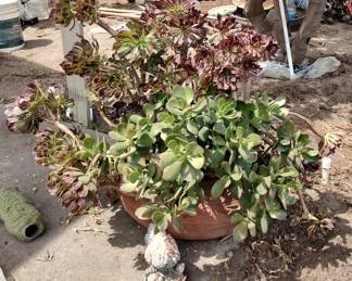 Lots of plants, save big compared to retail!