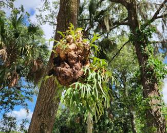 Staghorn Fern