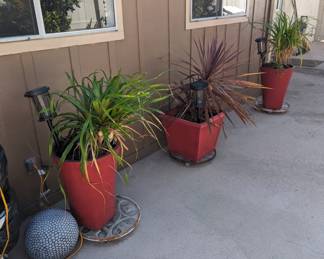 Potted Plants