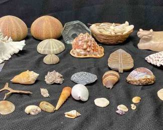 Seashells, Coral, And Seashell Decor 