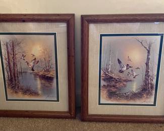 Beautiful wildlife Pictures