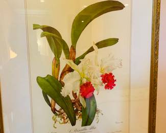 1960 chromolithograph of orchids