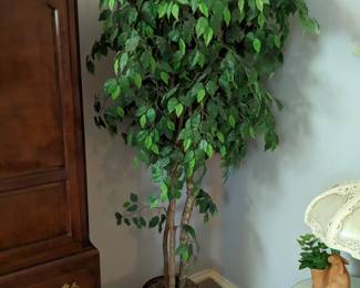 LARGE FICUS TREE in COPPER BUCKET