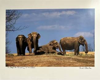 Lot 2   1 Bid(s)
Elephant Sanctuary Photo-Limited edition signed 16x20 by Fred Clarke.