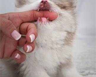 Lot 53   1 Bid(s)
Name That BFDR Puppy!