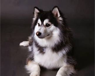 Lot 61   12 Bid(s)
TN Bidders ONLY: Pet Photography from Brown Bunny Photos (Cool Springs, TN)