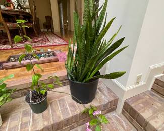 Mother-in-law tongue