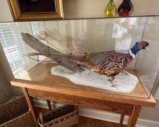 Taxidermy pheasant in glass on table 40" w x 50.5" t x 14" d