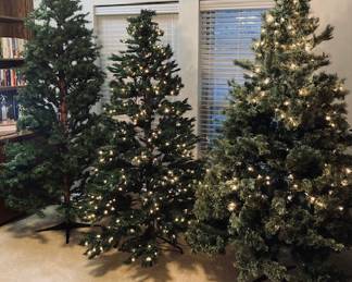 Selection of Christmas Trees.