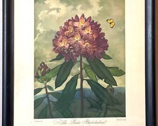 The Pontic Rhododendron Framed Print