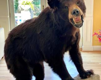 $1000; 46 x 35 x 58 (includes concrete and wood base); large taxidermy of American black bear with separate concrete and wood base; some condition issues but still a charmer; you move