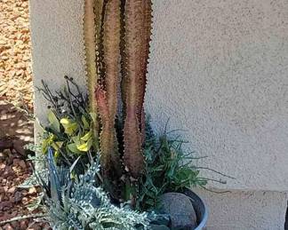 Cactus Succulents