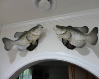 Crappie (Perch) depending on where you live.  One already swam away from the house but the other guy is still looking for a home.