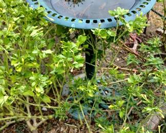 Birdbath 