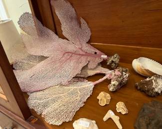 This cabinet is full of some wonderful ocean treasures!