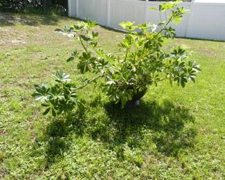 Schefflera Arboricola (Dwarf Umbrella Tree) in Planter