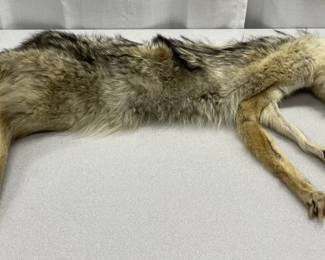 55" Full Body Wolf Pelt