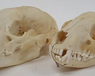 2 Small Animal Skulls