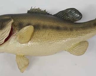 Taxidermy Largemouth Bass Wall Mount