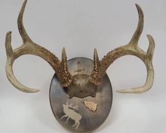 8 Point Deer Antler Wall Mount with Arrowhead