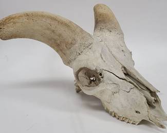 Horned Animal Skull