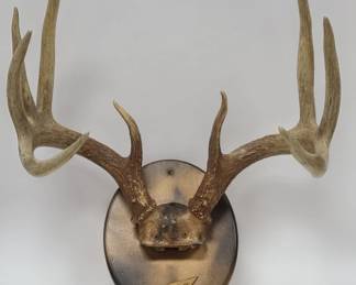 9 Point Mounted Deer Antlers w/ Arrowhead