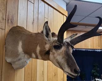 Baja Pronghorn Shoulder Mount Taxidermy
