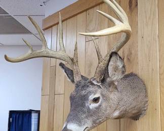 10 Pt. White-Tail Buck Head Mount Taxidermy