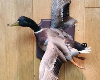 Mallard in Flight Taxidermy Mount