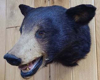 Black Bear Head Mount Taxidermy