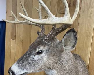 White Tailed Deer Shoulder Mount Taxidermy