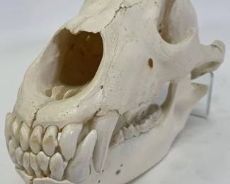Vintage Bear Skull