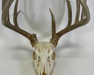10 Point Deer Antler Rack Mounted on Skull