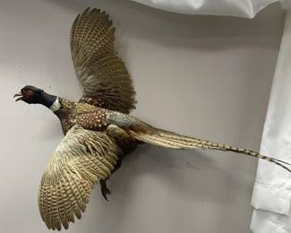 Wood Plaque Mounted Pheasant Taxidermy