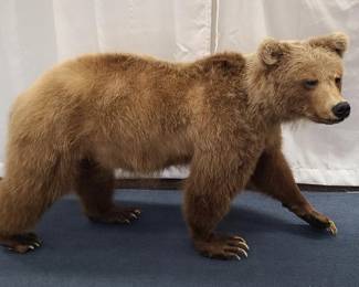 Full Body Brown Bear Cub Taxidermy