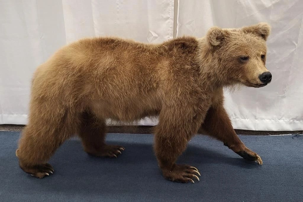 Full Body Brown Bear Cub Taxidermy